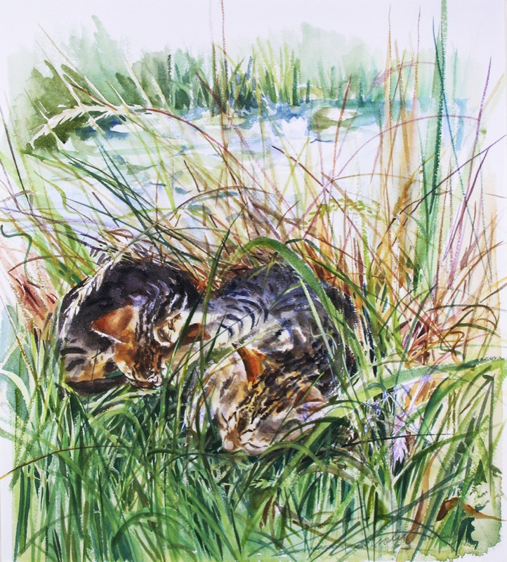HIDDEN-KITTENS-1-LF035-1