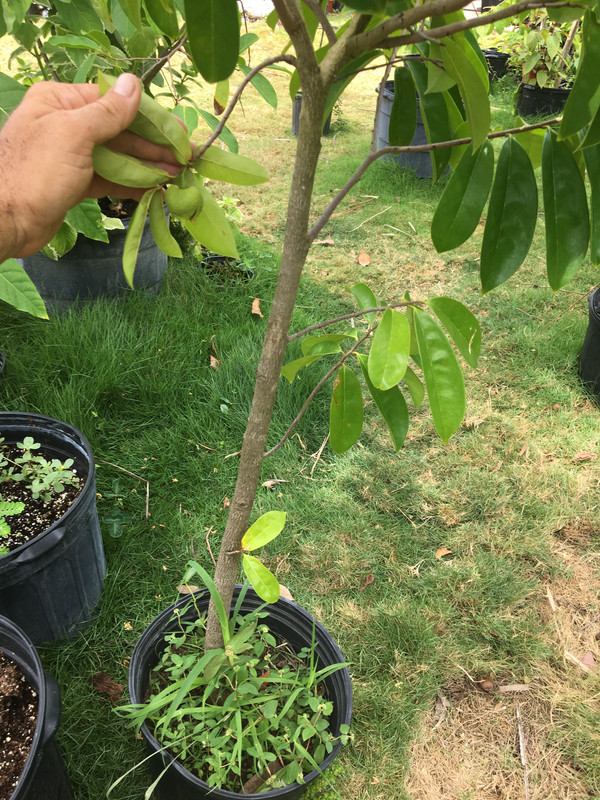 A0A2F036-BE0F-4226-B71A-38DED075C915