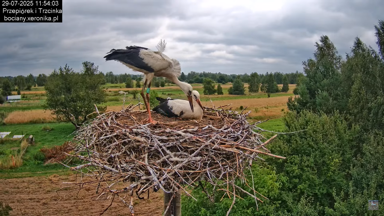 29072025bociany25