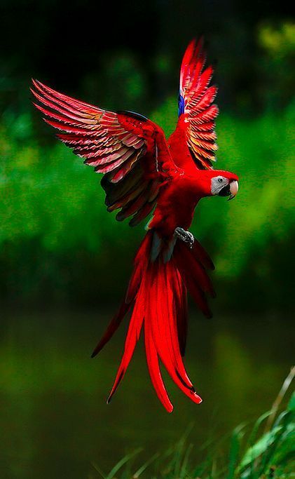 redflyingparrot.jpg