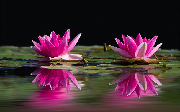 water-lilies.jpg