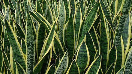 Snake_Plant_(Sansevieria_trifasciata_'Laurentii')