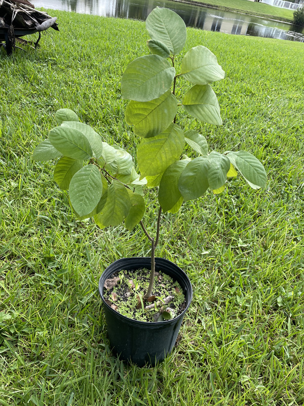 D33BD009-BA11-45B0-A0EE-43B159C1606B