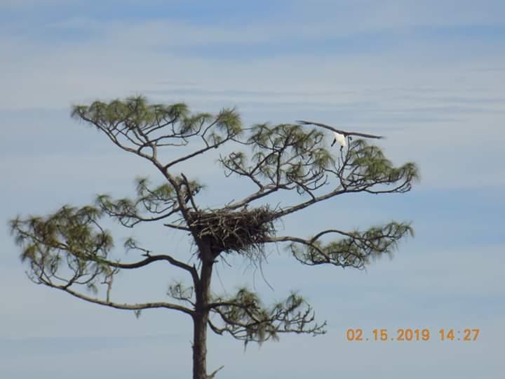 eagle4