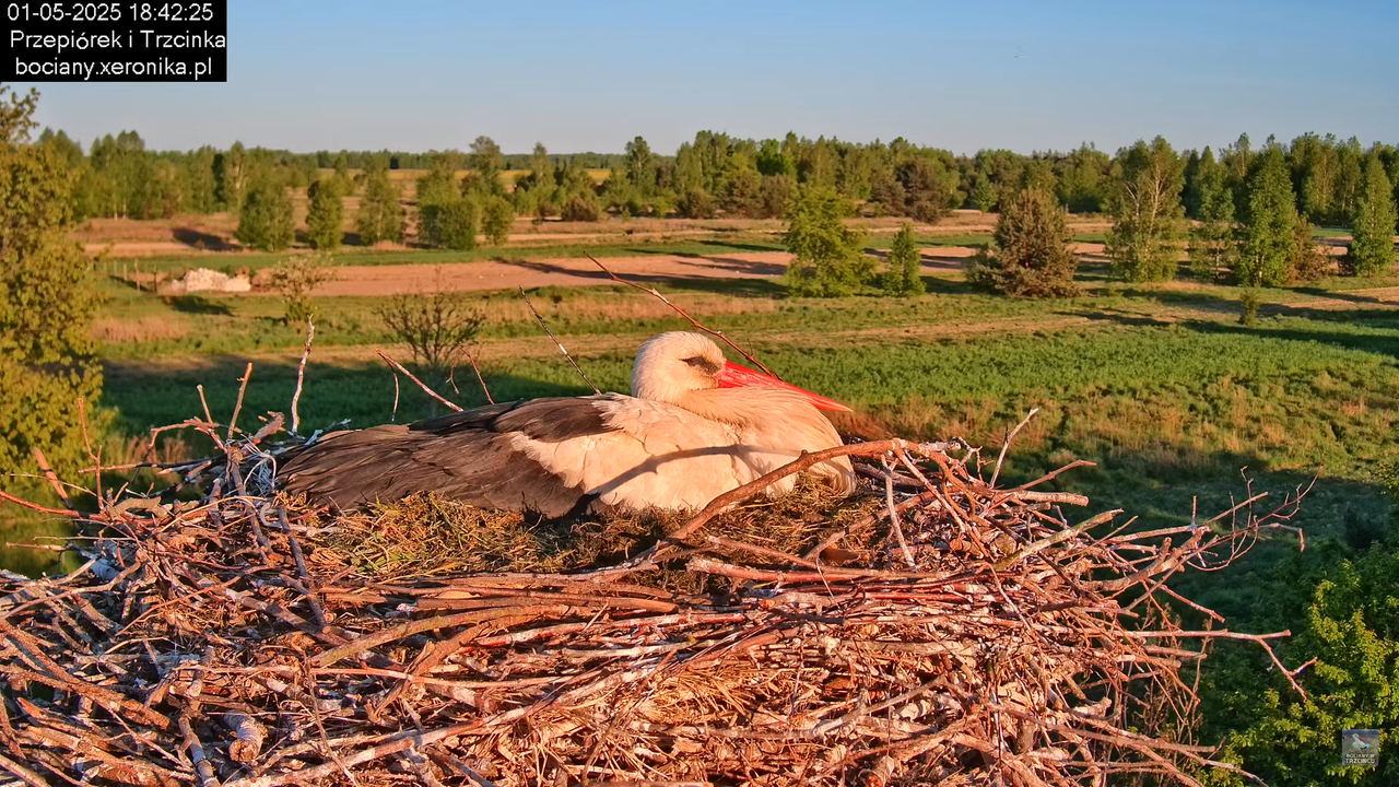01052025bociany17
