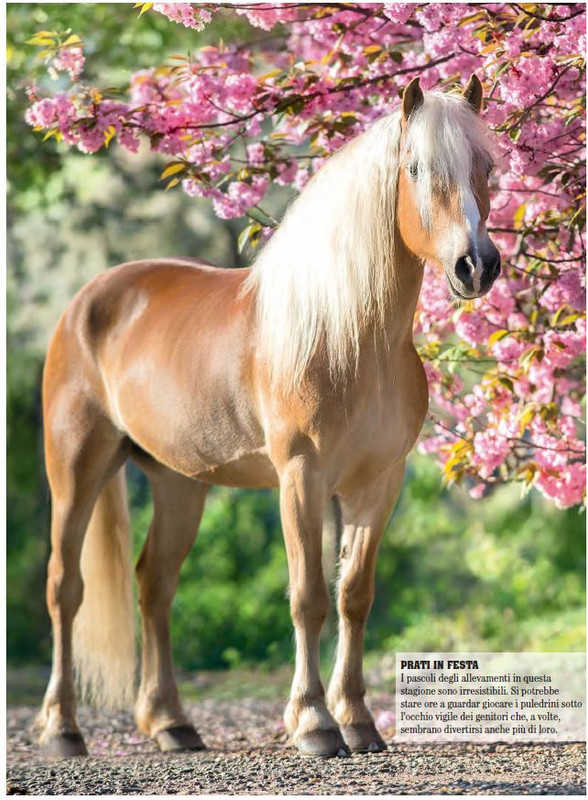 Il Mio Cav (Mar 2023) 3