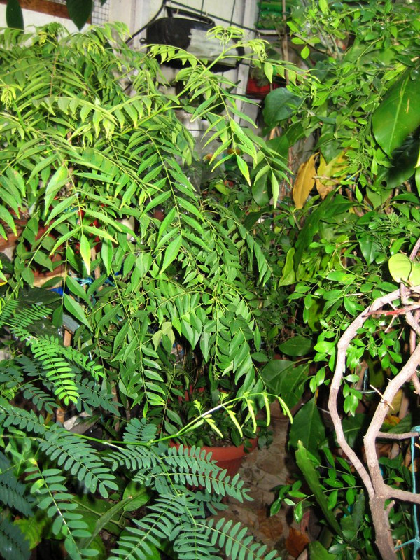 staklenik_murraya_koenigii