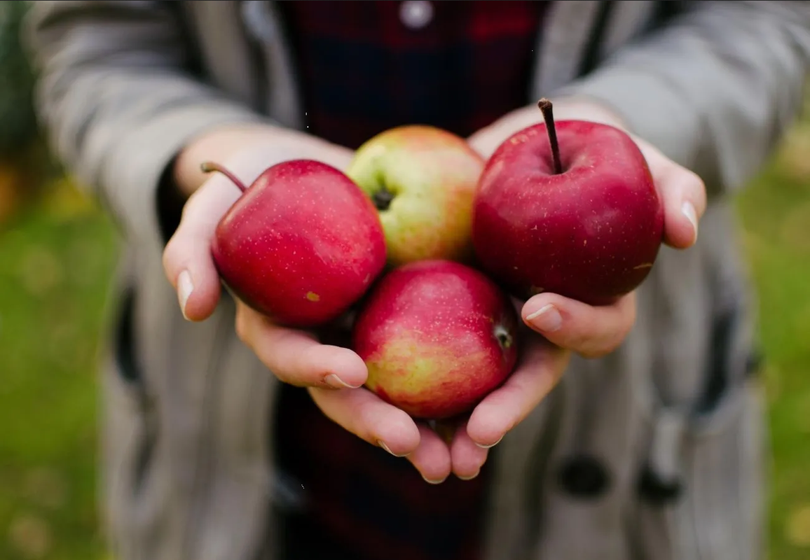 ¿Cuáles son los beneficios de comer manzana para la salud?