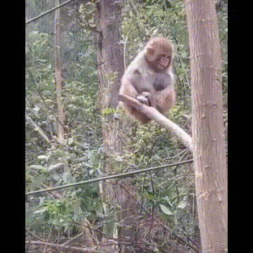 https://i.postimg.cc/hGw7BJX0/Funniest-Animals-Best-Of-The-2020-Funny-Animal-Videos-Cutest-Animals-Ever-00-04-35-00-04-44.gif
