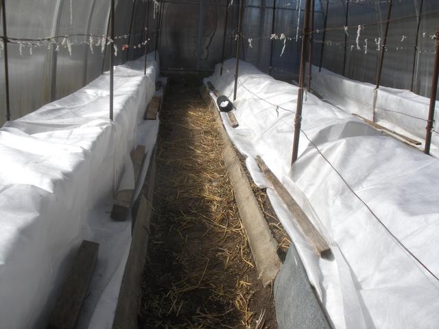 Легкое весеннее укрытие в теплице-2, апрель 2018г