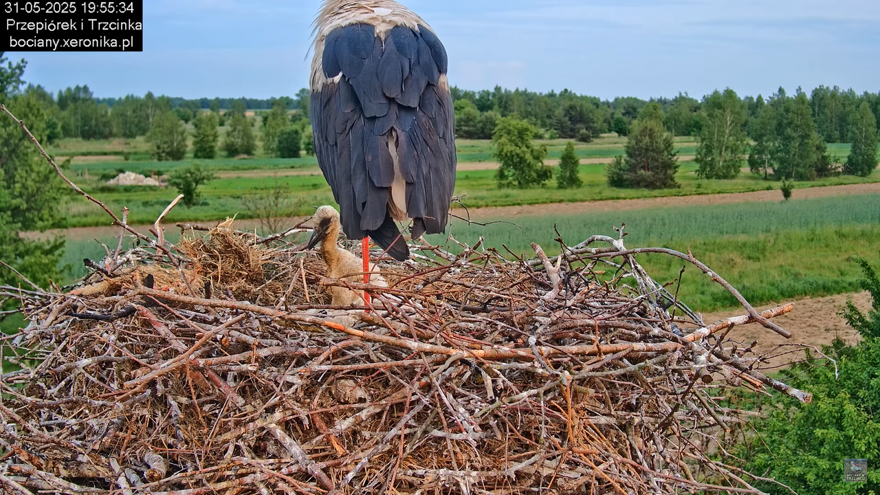 31052025bociany28