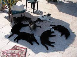 chats.jpg