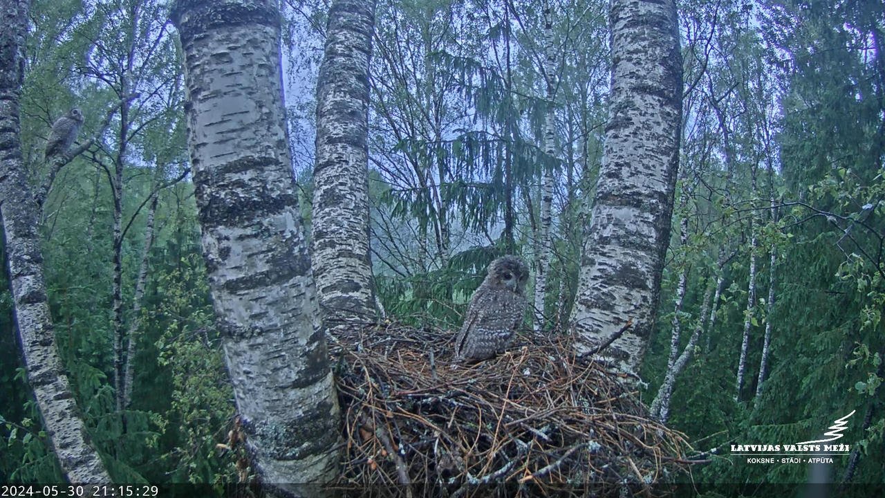LVM Mazais ērglis Aizkuja, bērzs - Lesser Spotted Eagle 11-35-28 screenshot