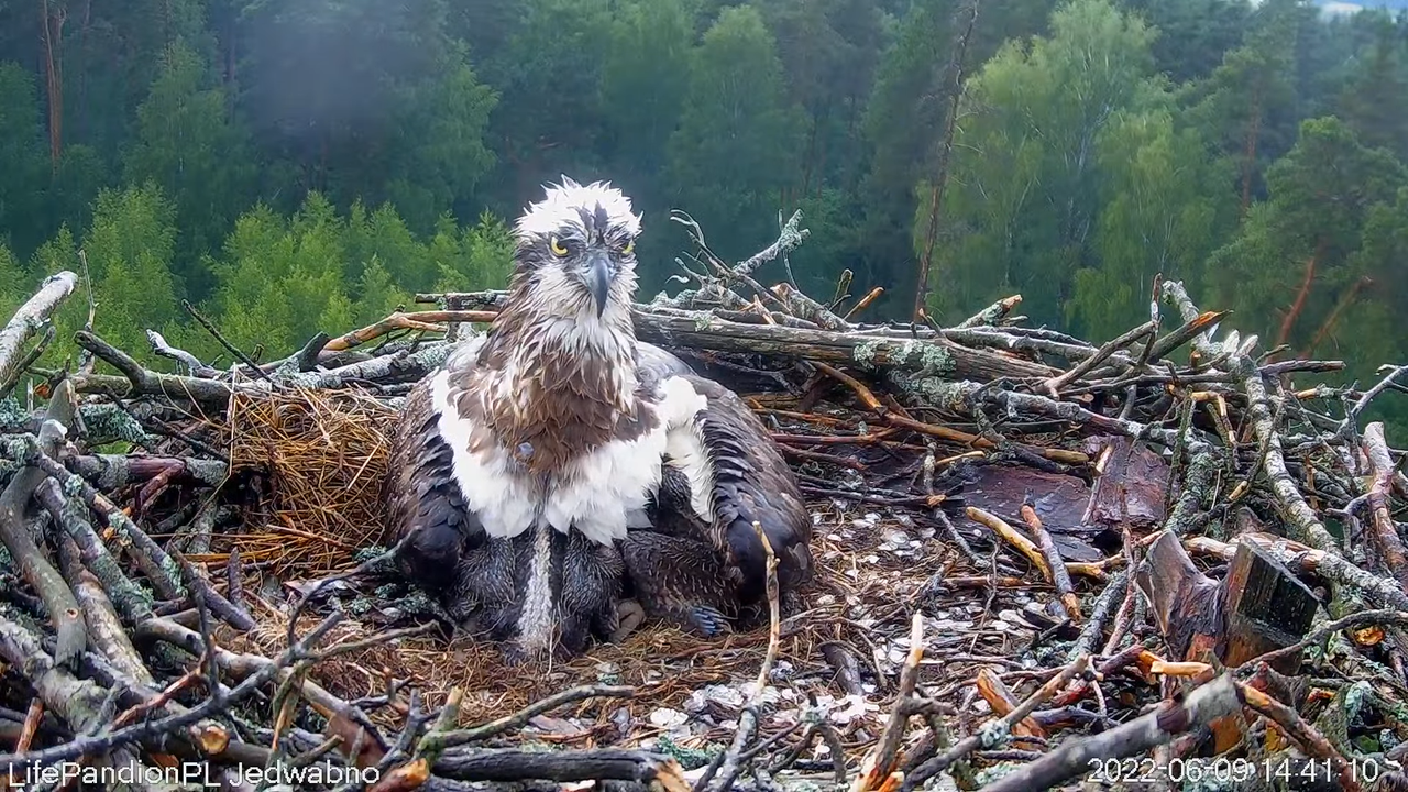 Rybołowy Online Puszcza Napiwodzko-Ramucka _ Ospreys Online in Napiwodzko-Ramucka Forest 17-20-24 sc