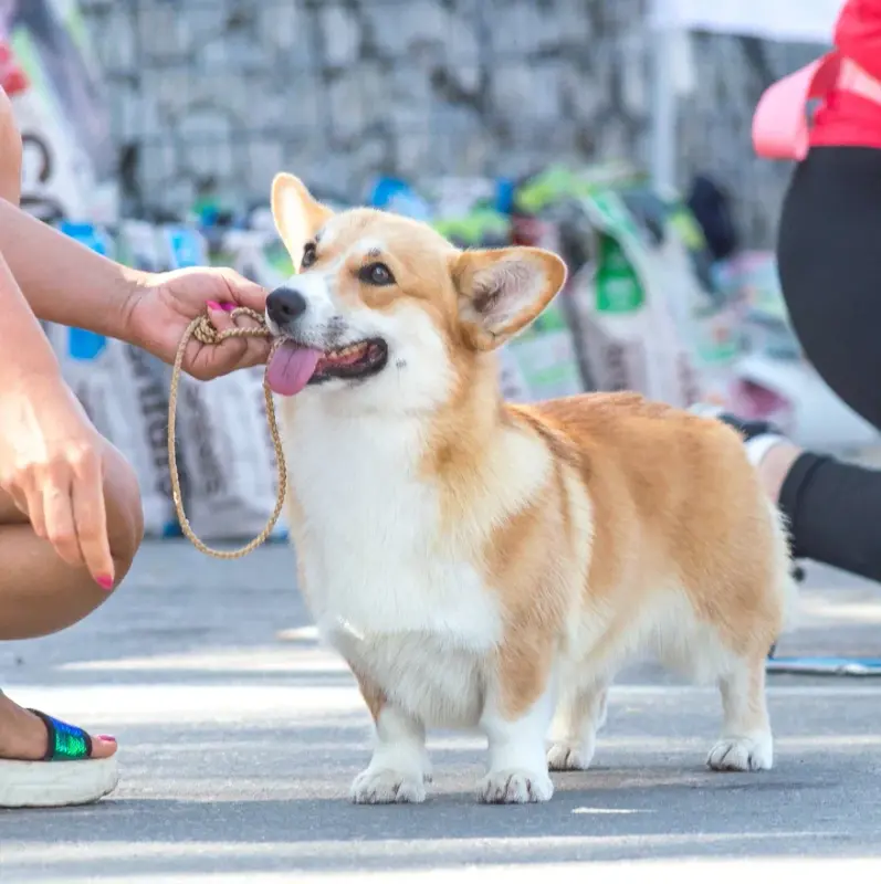 оЛВКА ЧРКФ2