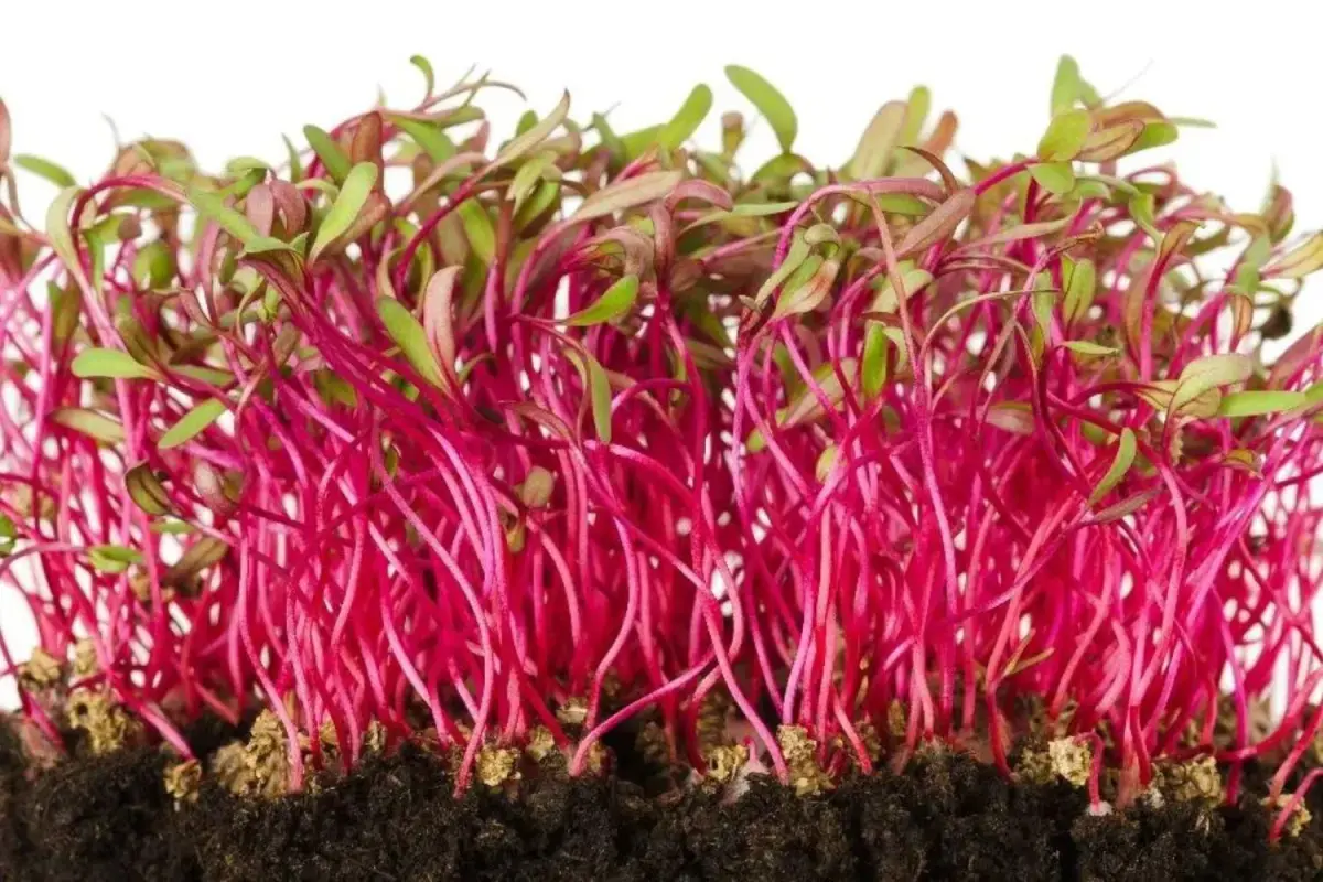 Beets Microgreens