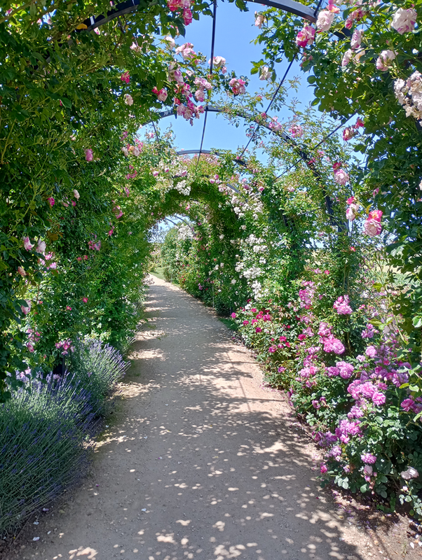 Unter Rosen wandeln