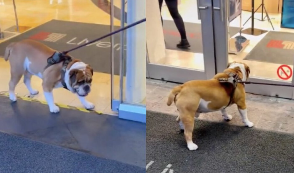 Tienda departamental no dejó entrar a un perrito por gordito