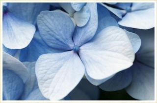 hero-blue-flowers-720x475
