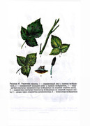 Zaschita-sada-v-lichnykh-podsobnykh-khozyaystvakh-2005-227