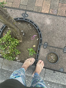 今日の目標は5万！！小さい幸せを見つけて歩く大人達平和やぁいや…葉っぱなにがしたかったん笑私は案外浮 (1)