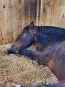 The last pic I have of him (Napping Jan 28th 2023)