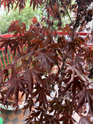 IMG-3492