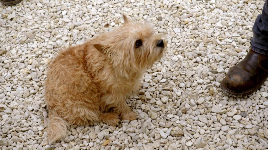 [Image: cjxk2j96bw3s.png]