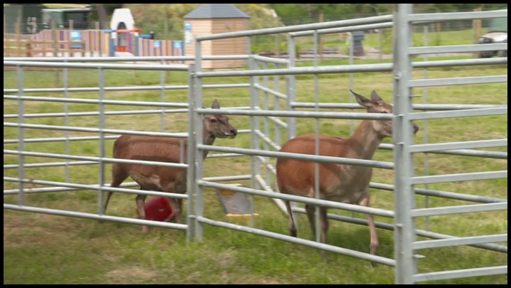 [Image: p5g3f18dkpen.png]