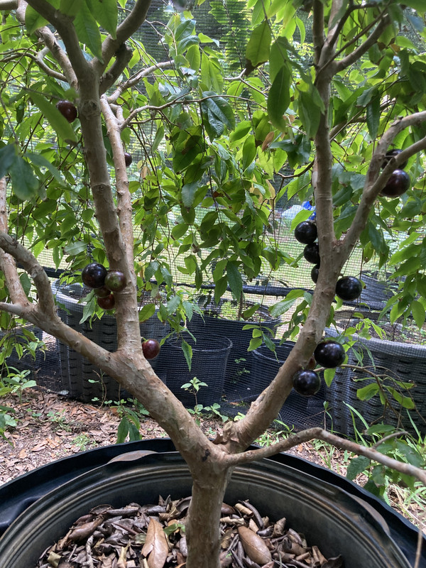 FFF92599-630A-4CB4-8D14-15BA7DBEFE3E