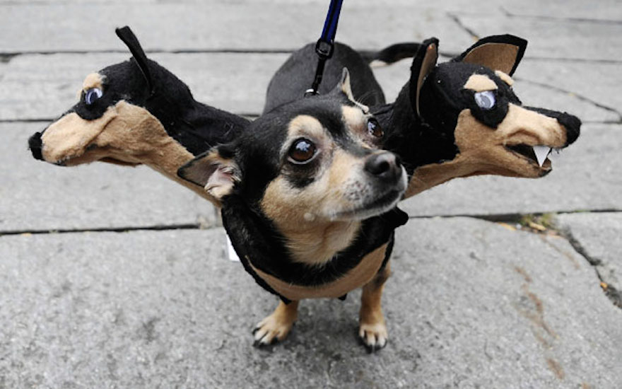 pet-halloween-costume-271__605
