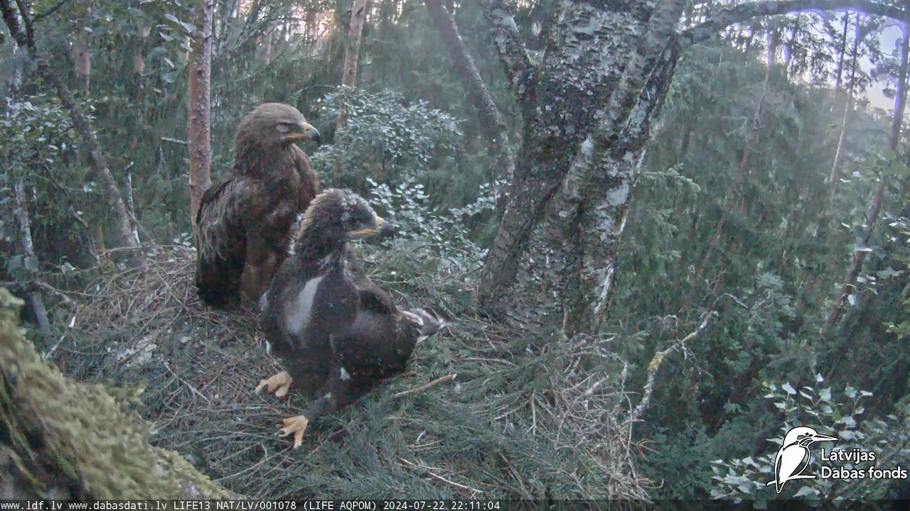 Mazais ērglis (Clanga pomarina), ligzda bērzā - LDF tiešraide 12-13-4 screenshot