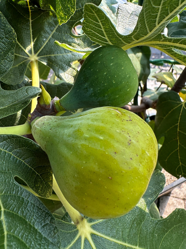 figs-383.jpg