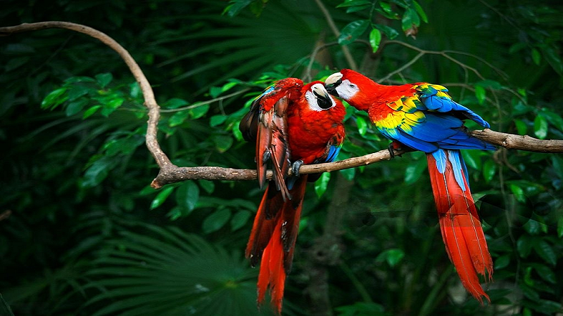 How Long do Scarlet Macaw Live
