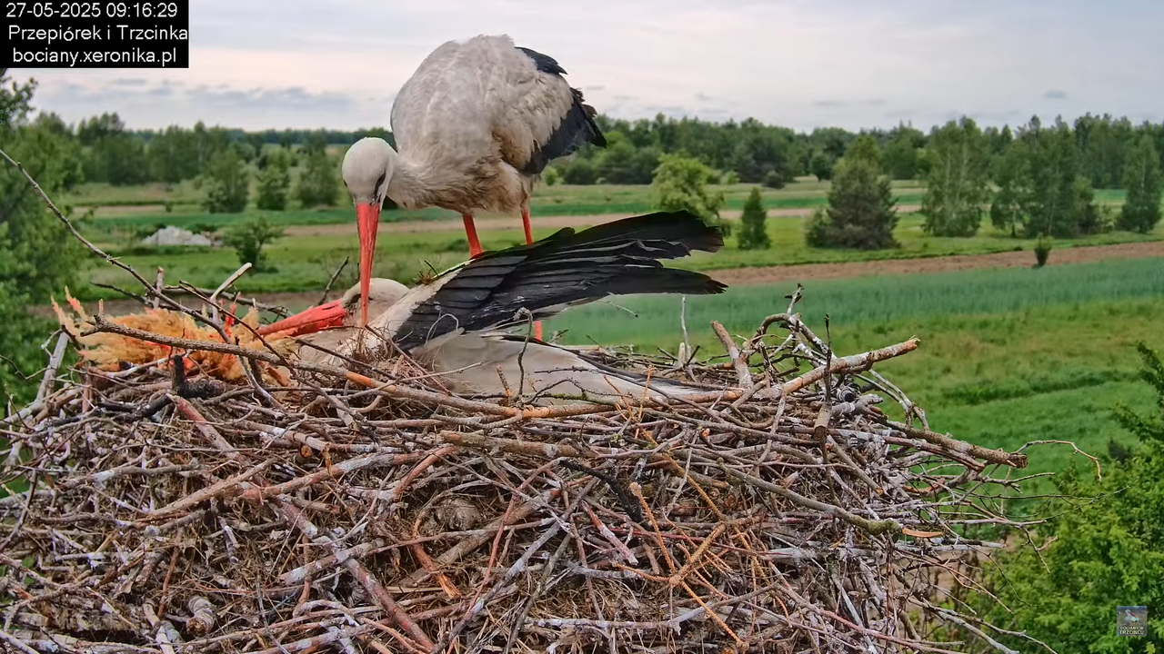 27052025bociany31