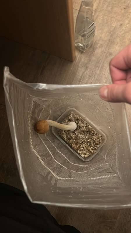 WhatsApp Image 2024-03-07 at 21.45.41