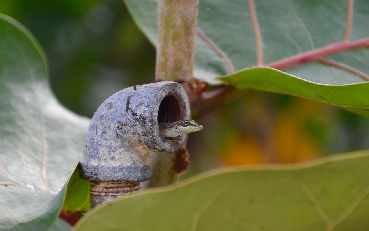 Z'Anolis ? sa fenêtre