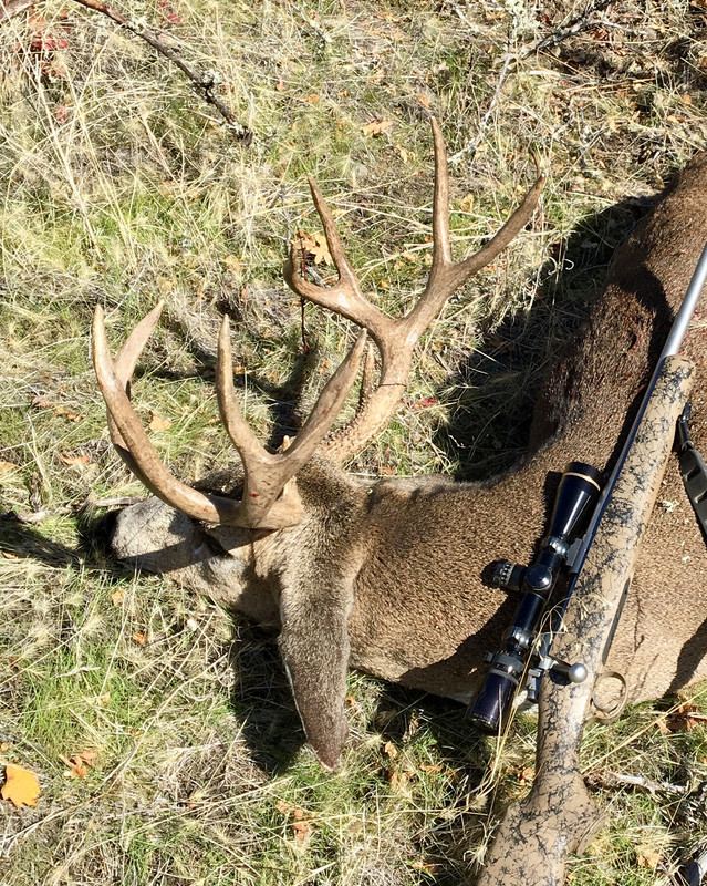 2019 blacktail 6.5 CM & Kimber