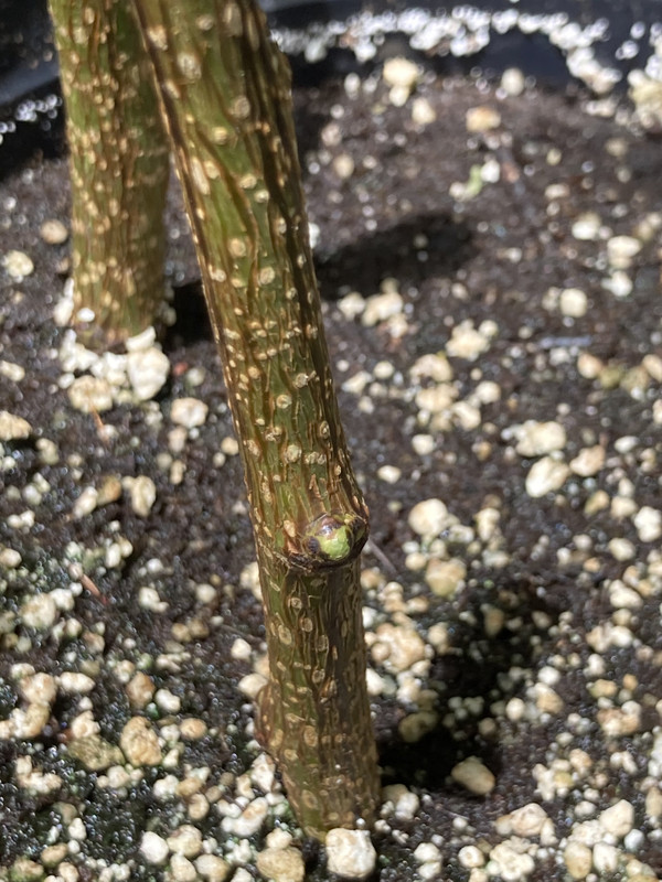 0D32A8C4-2340-4ACE-A1EC-C3590ABE69C7