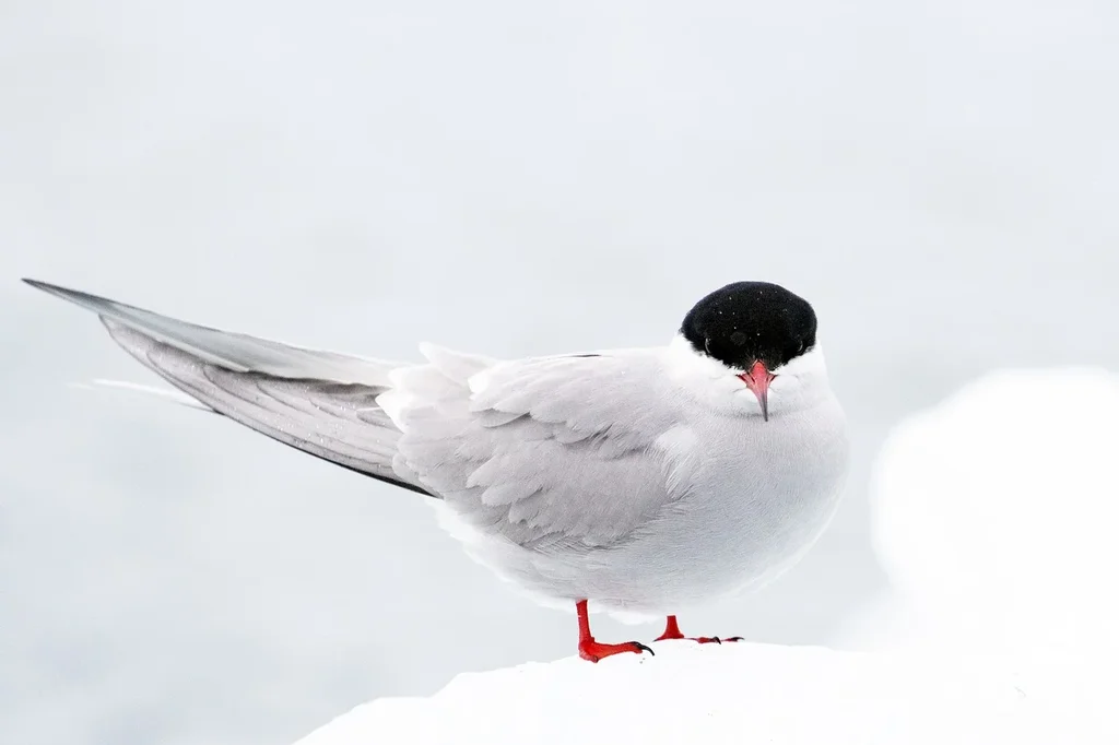 white-arctic-tern-8703910-1280.webp