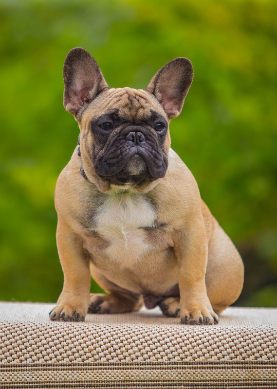 Английский бульдог 18 века. Английский бульдог 8 месяцев. Мраморный бульдог. Французский бульдог 8 месяцев фото мальчиков. Бульдог в доме.