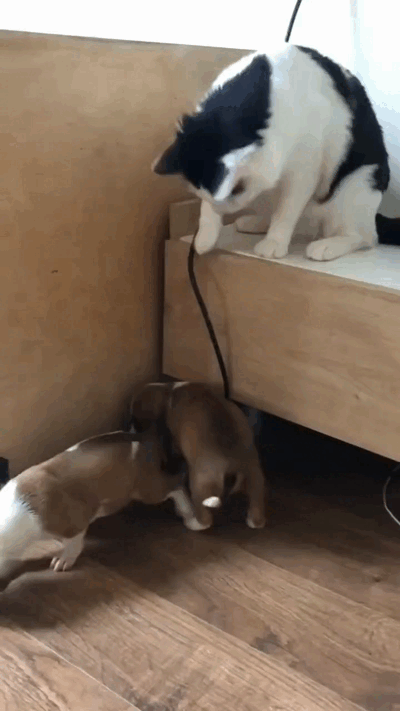 Cats-09.gif