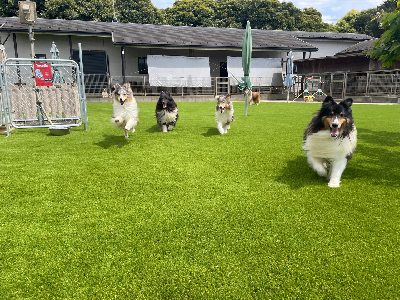 ドッグランで過ごすシェルティたち