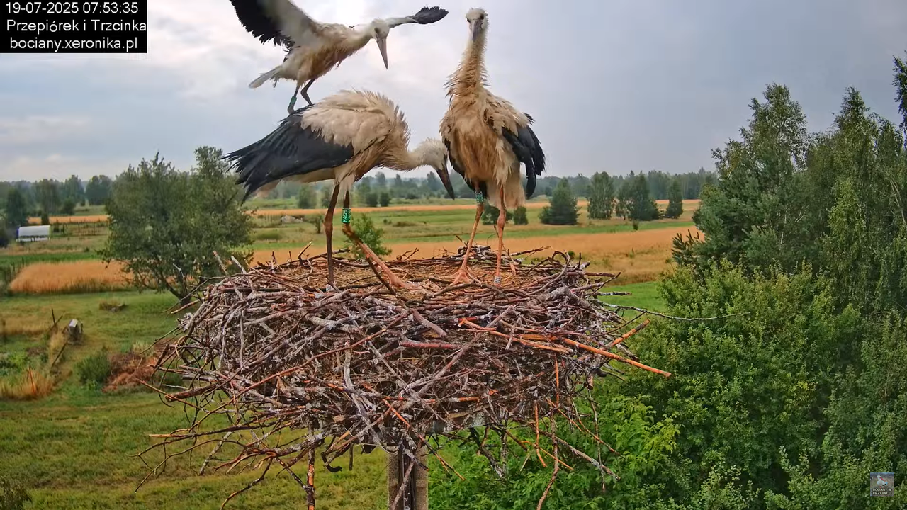 19072025bociany14