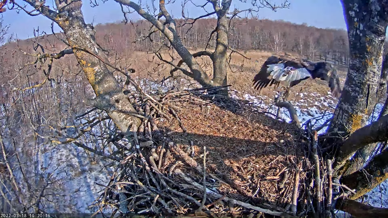 Merikotkas__Haliaeëtus albicilla 10-25-50 screenshot (1)