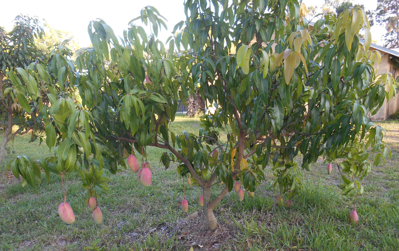 Valencie Pride Mango-cropped