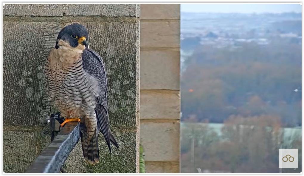 Screen Shot 01-08-25 at 09.54 AM