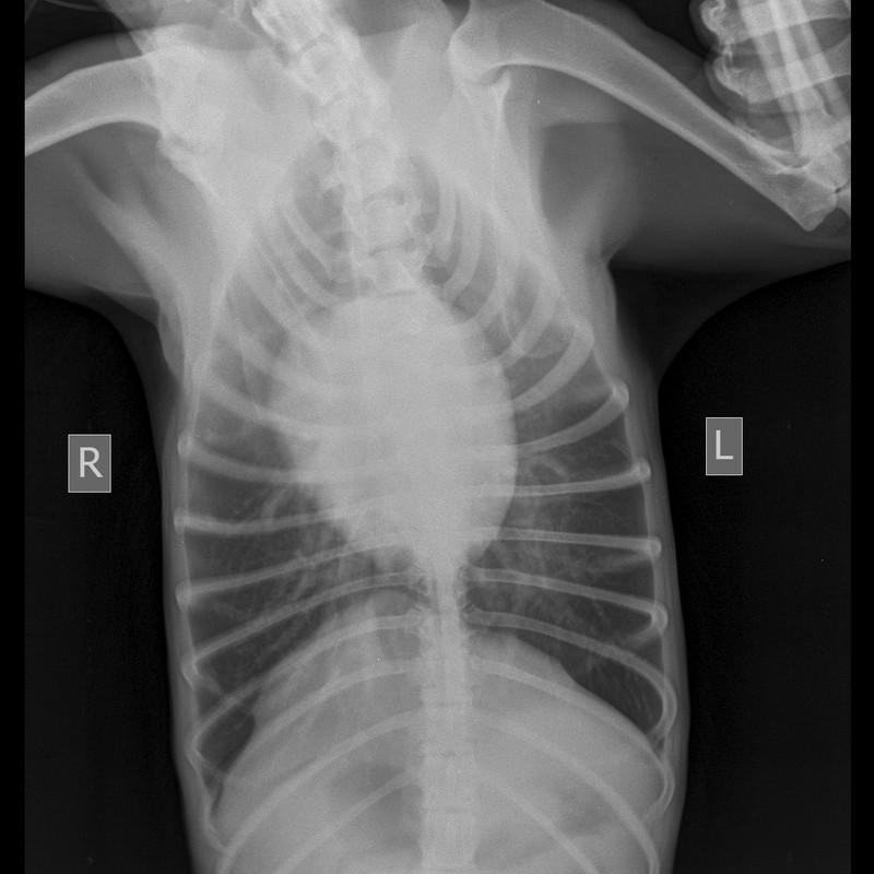 Мягкие ткани Средний 10-25 kg -Груд. клетка VD-30.05.2022-19_46_43-177