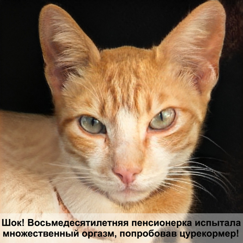 египетский сфинкс кошка фото