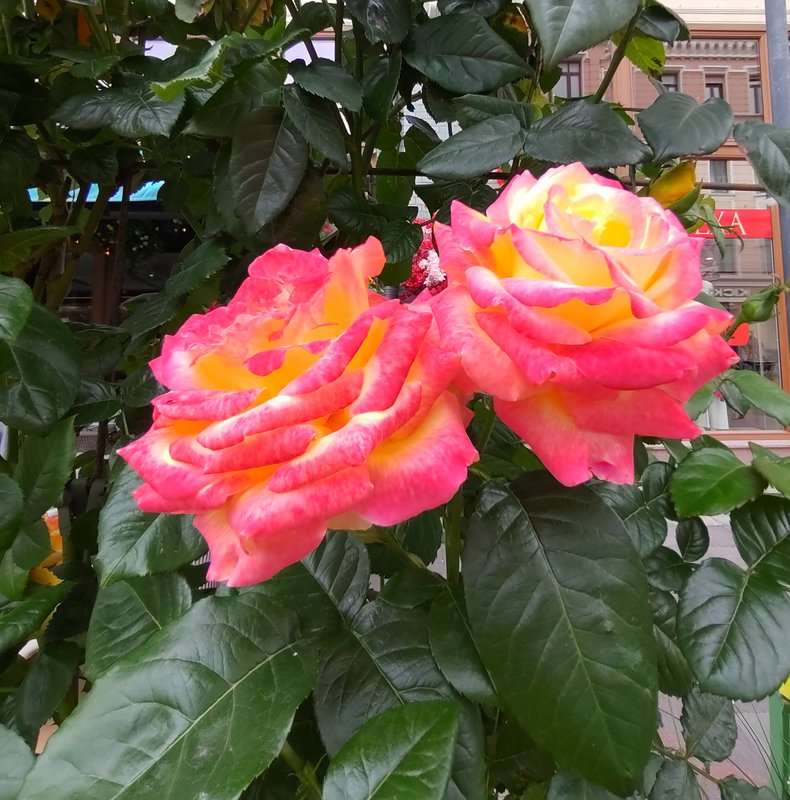 https://i.postimg.cc/hP6xZMrf/38-IMG-20250706-154858.jpg